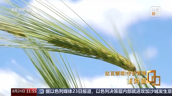 靠近面丨青稞为何要保留延续四千多个品种？解码“西藏粮仓”密码